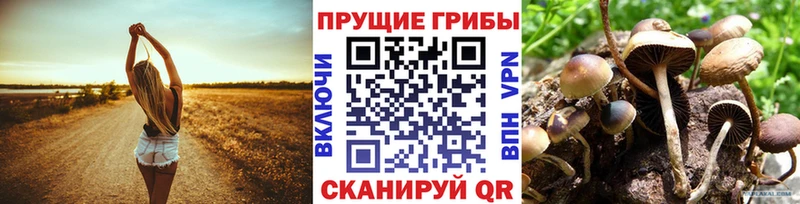 omg   Юрьев-Польский  Галлюциногенные грибы Magic Shrooms 